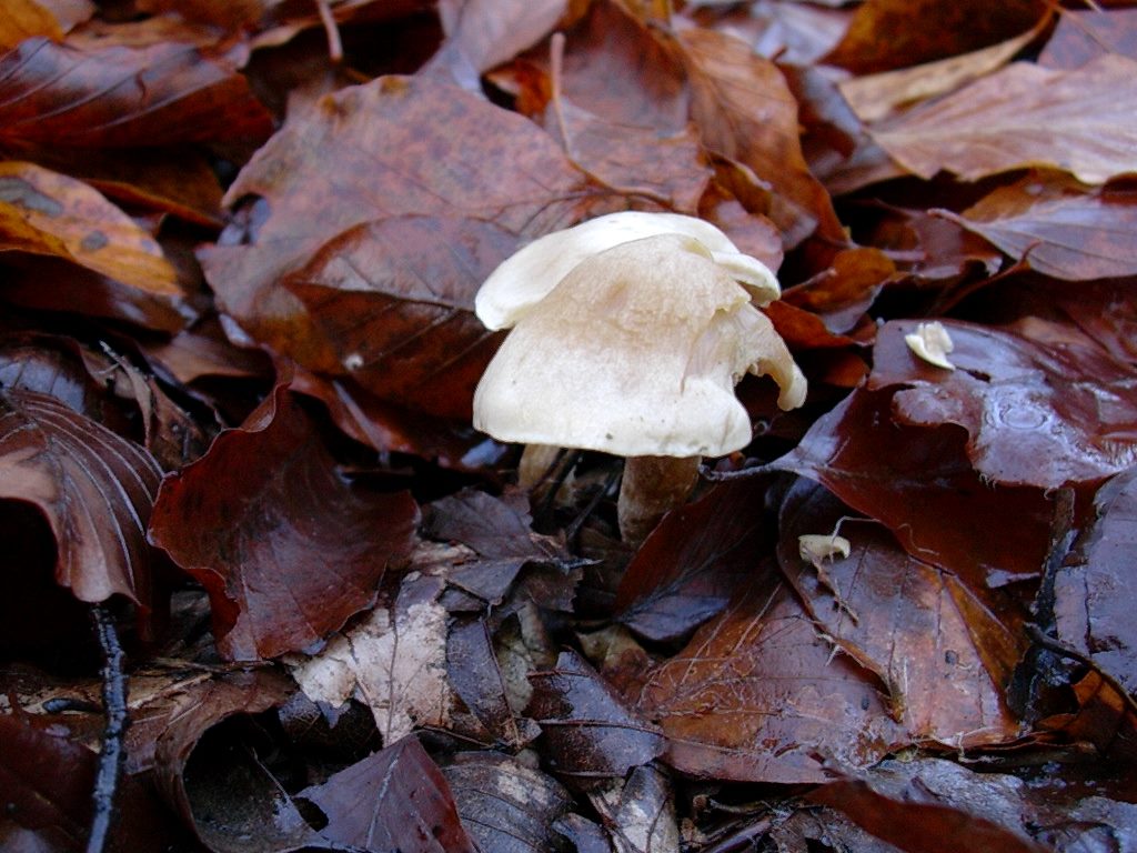 1203 Dicembre vecchio ritrovamento